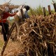 ID Food Gandeng Pupuk Indonesia Tingkatkan Produktivitas dan Pendapatan Petani Tebu