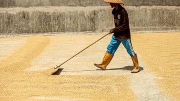 Harga Gabah Kering Panen di Sumbar Naik 8,30 Persen