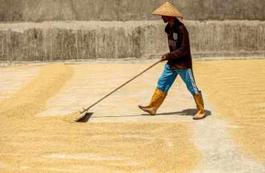 Harga Gabah Kering Panen di Sumbar Naik 8,30 Persen