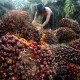 Harga Sawit Riau Terus Naik, Pekan Ini Dijual Rp2.482,82 per Kg