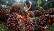 Harga Sawit Riau Terus Naik, Pekan Ini Dijual Rp2.482,82 per Kg