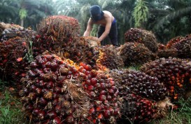 Harga Sawit Riau Terus Naik, Pekan Ini Dijual Rp2.482,82 per Kg