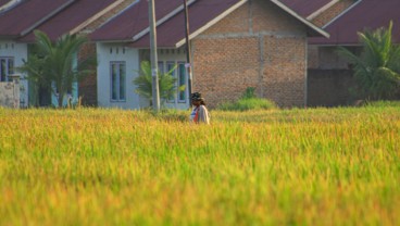 4.000 Ha Lahan Sawah di Sumbar Menghilang Per Tahunnya