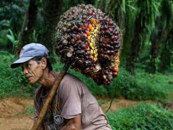 Harga TBS Sawit di Kaltim Turun Tipis, Ini Penyebabnya