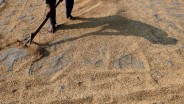 Bulog Kesulitan Serap Beras Petani, Terkendala Harga