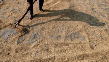 Bulog Kesulitan Serap Beras Petani, Terkendala Harga