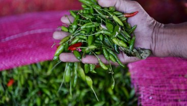 Pasar Lelang Cabai di Bantul Mencegah Permainan Harga