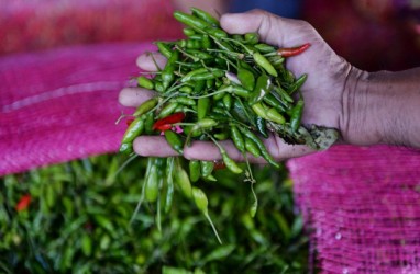 Pasar Lelang Cabai di Bantul Mencegah Permainan Harga