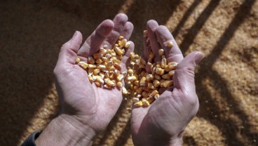 Redam Harga Pakan Ternak, Pemerintah Impor Jagung 250.000 Ton