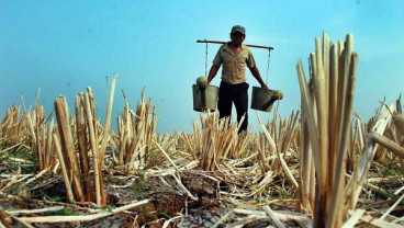 El Nino Hantar Puncak Kemarau, Asuransi Pertanian Bersiap di Garis Terdepan