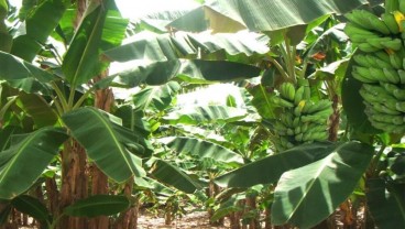 Sulsel Disiapkan Jadi Penghasil Pisang Terbesar di Indonesia