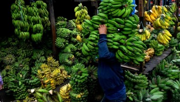 Ambisi Pengembangan Pisang Sulsel Harus Hati-hati, Bisa Berdampak Negatif Bagi Petani