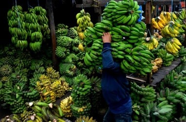 Ambisi Pengembangan Pisang Sulsel Harus Hati-hati, Bisa Berdampak Negatif Bagi Petani