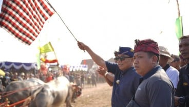 Jembrana Lestarikan Lomba Makepung di Sirkuit All in One