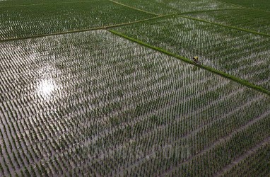 Produksi Beras RI Tahun Ini Melorot, BPS Bongkar Biang Keroknya