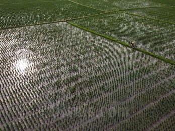 Produksi Beras RI Tahun Ini Melorot, BPS Bongkar Biang Keroknya