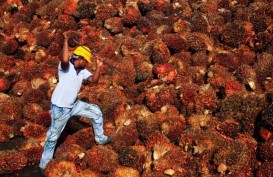 KORPORASI PERKEBUNAN    : Emiten Sawit Terpantik Bursa CPO