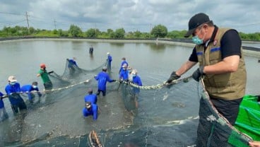 Segera Melantai, Mayoritas Dana IPO Agro Bahari (UDNG) untuk Bikin Tambak Udang Baru