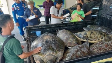 Polisi Gagalkan Penyelundupan Penyu Hijau di Bali