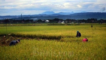 Luas Panen dan Produksi Padi Sumsel Tahun 2023 Alami Penurunan