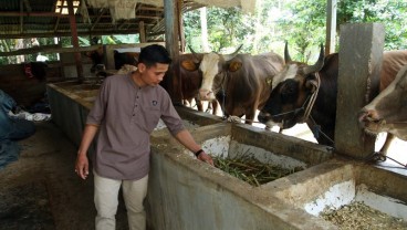 Akselerasi Produksi Peternakan Sulsel, Inseminasi Tetap Butuh Waktu