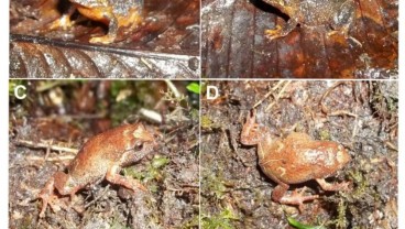 Katak Jenis Baru Ditemukan Endemik di Pulau Sulawesi