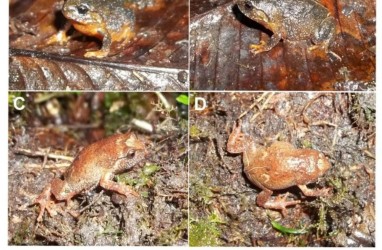 Katak Jenis Baru Ditemukan Endemik di Pulau Sulawesi