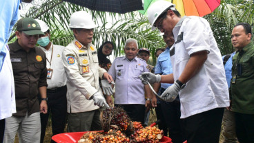 Panen Perdana PSR, Bupati OKI Optimistis Kesejahteraan Petani Sawit Meningkat