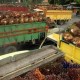 Aceh Butuh Pelabuhan CPO dan Pabrik Pemurnian Sawit