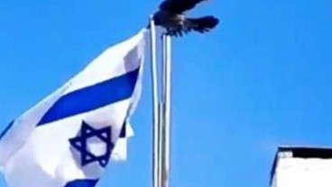 Viral Lagi Video Gagak Jatuhkan Bendera Israel, Apa Artinya?