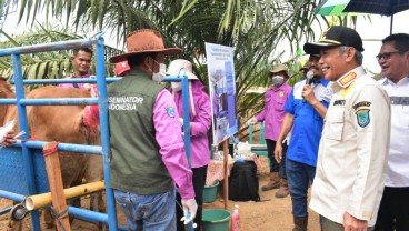 Tingkatkan Kualitas Bibit Ternak Sapi, OKI Dorong Transfer Embrio