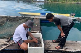 Jelajah Migas: Budi Daya Ikan Kerapu Desa Candi Tingkatkan Taraf Ekonomi Masyarakat