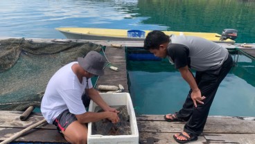 Jelajah Migas: Budi Daya Ikan Kerapu Desa Candi Tingkatkan Taraf Ekonomi Masyarakat