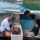 Jelajah Migas: Budi Daya Ikan Kerapu Desa Candi Tingkatkan Taraf Ekonomi Masyarakat