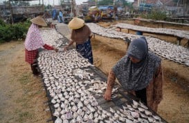 Akhirnya, Nelayan Ikan Asin di Cirebon Rasakan Berkah Kemarau Panjang
