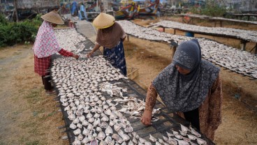 Akhirnya, Nelayan Ikan Asin di Cirebon Rasakan Berkah Kemarau Panjang