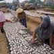 Akhirnya, Nelayan Ikan Asin di Cirebon Rasakan Berkah Kemarau Panjang