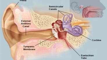 Ini Penyebab Telinga Terganggu Ketika Anda Sedang Pilek