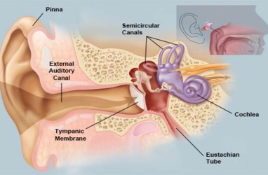 Ini Penyebab Telinga Terganggu Ketika Anda Sedang Pilek