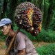 Lindungi Petani Sawit, BPJamsostek Sumbar Riau Sudah Bayarkan Klaim Rp76,1 Miliar