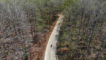 Hutan Jati di Bojonegoro Meranggas Akibat Musim Kemarau Panjang