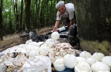 RI & ANRPC Bentuk Komunike Bersama Karet Alam Lawan UU Antideforestasi Eropa