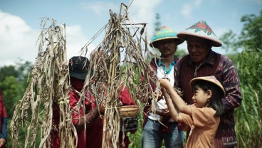 Merawat Harapan Kemandirian Pangan Lewat Biji Hanjeli