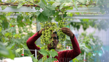 Melihat Lebih Dekat Agro Edukasi Anggur di Bandung Barat