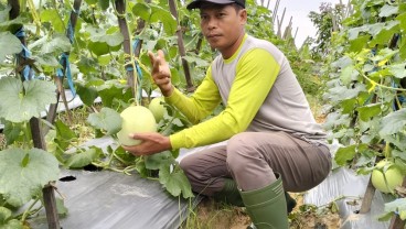 Pupuk Berkualitas, Kunci Sukses Petani Melon di Kalimantan Timur