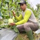 Pupuk Berkualitas, Kunci Sukses Petani Melon di Kalimantan Timur