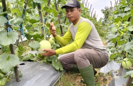 Pupuk Berkualitas, Kunci Sukses Petani Melon di Kalimantan Timur