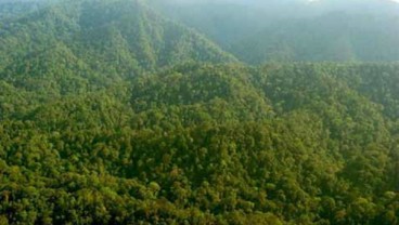 KLHK: Pengurusan Izin Kebun Sawit Kawasan Hutan Capai 90%