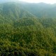 KLHK: Pengurusan Izin Kebun Sawit Kawasan Hutan Capai 90%