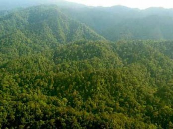 KLHK: Pengurusan Izin Kebun Sawit Kawasan Hutan Capai 90%